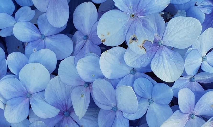 Floks wiechowaty – odkryj odmiany, jak go uprawiać i rozmnażać!