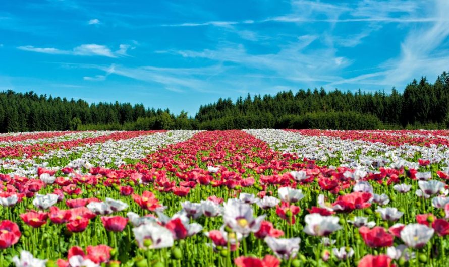 Odmiany, uprawa i rozmnażanie niecierpka balsamina – wszystko, co musisz wiedzieć!