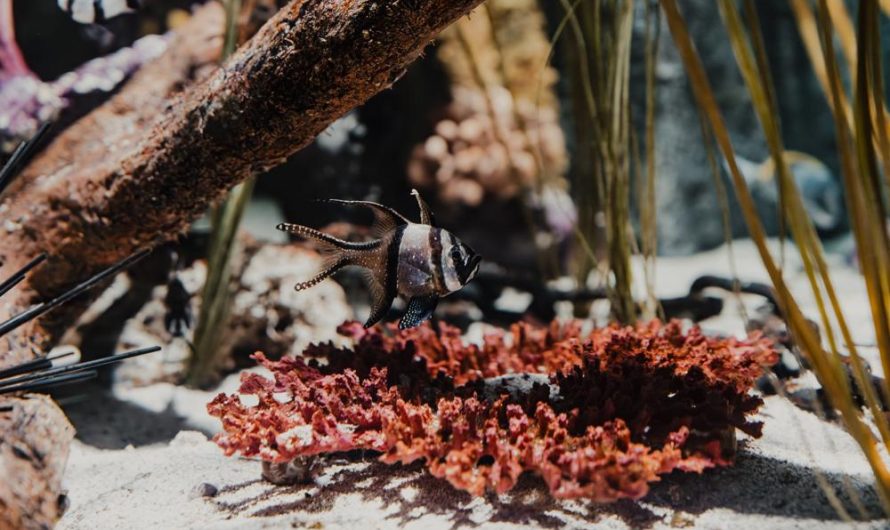 Begonia koralowa 'Tamaya’ – jak uprawiać i rozmnażać tę urokliwą odmianę rośliny