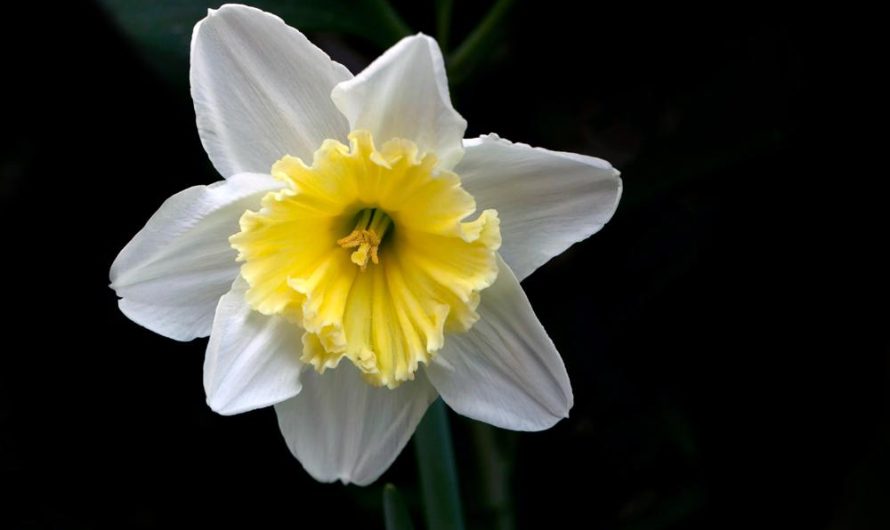 „Narcyz żonkil: odkryj różnorodność, uprawę i rozmnażanie tej pięknej rośliny!”