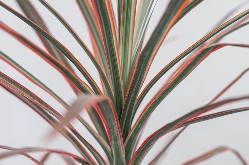 Dracena wonna: odmiany, uprawa i rozmnażanie