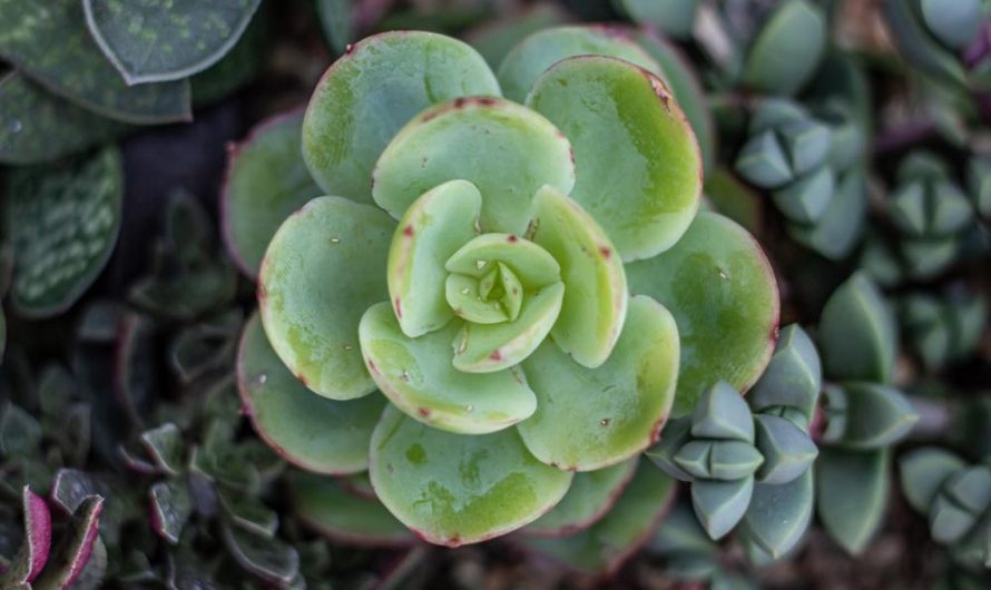 Eonium drzewiaste: odmiany, uprawa i rozmnażanie – pełny przewodnik!