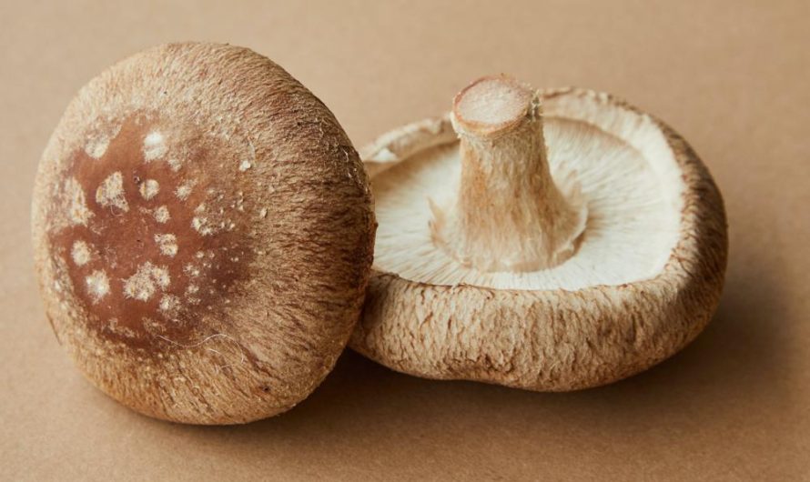 Kolokazja jadalna: wybierz, uprawiaj i rozmnażaj różne odmiany