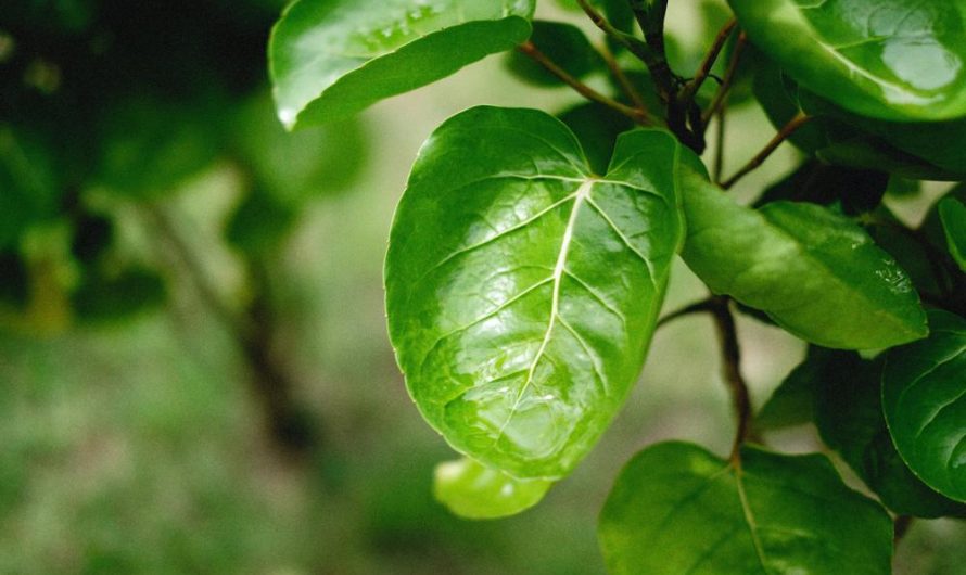 Aralia tarczowa 'Fabian’ – Twoja nowa ozdoba wnętrza: uprawa i rozmnażanie tej pięknej odmiany rośliny