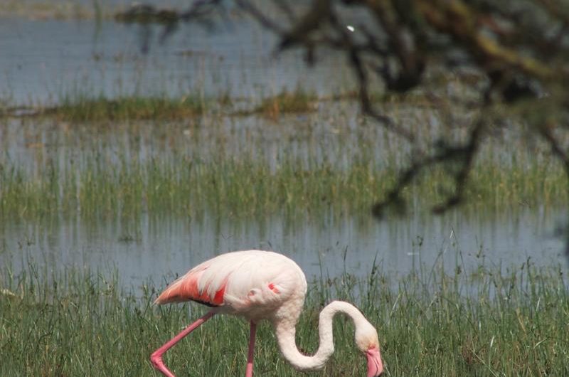 Miskant chiński 'Flamingo’: jak go uprawiać i rozmnażać?