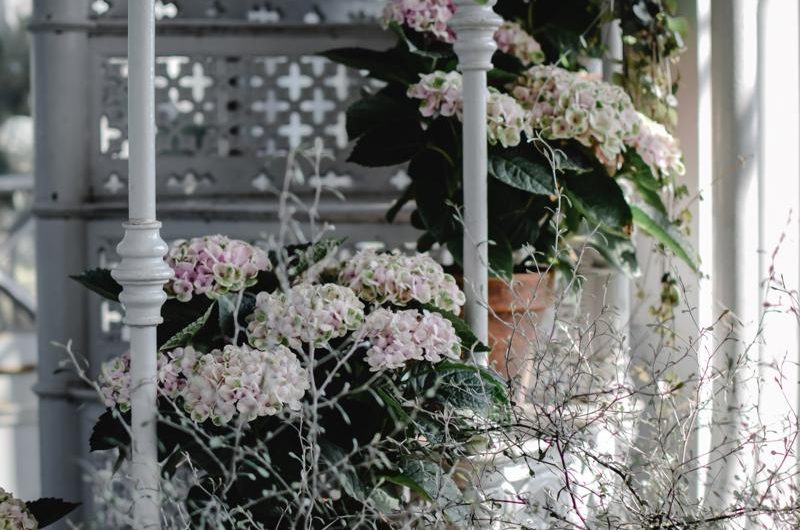 Jaka jest najlepsza odmiana hortensji bukietowej 'Grandiflora’ i jak ją uprawiać?