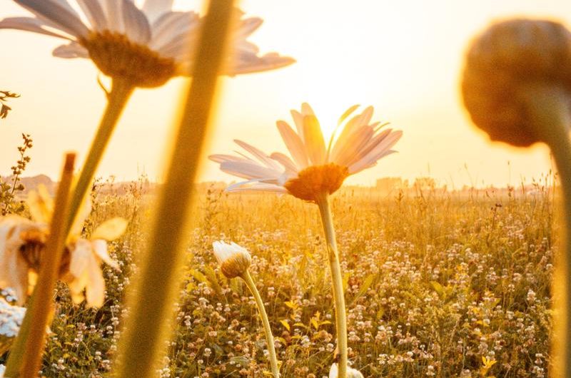 7 pomysłów na ogród: Stwórz ogród jak marzenie dzięki tym inspiracjom!
