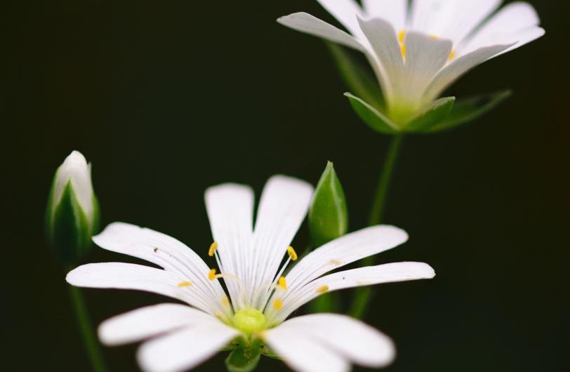 Cieniolubne krzewy i byliny: wartościowe rośliny do twojego ogrodu