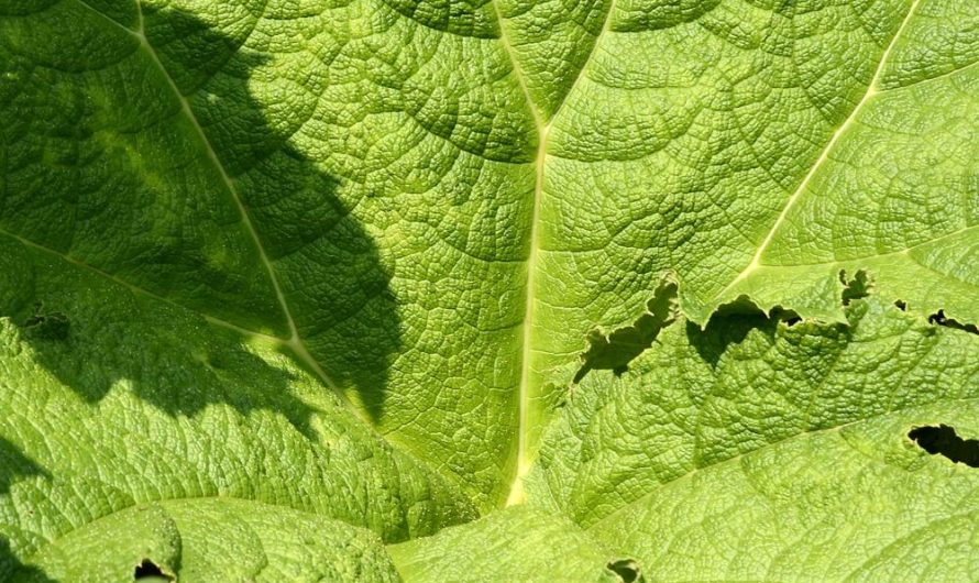 Odkryj niezwykłe odmiany Gunnera olbrzymia: jak uprawiać i rozmnażać tę roślinę?