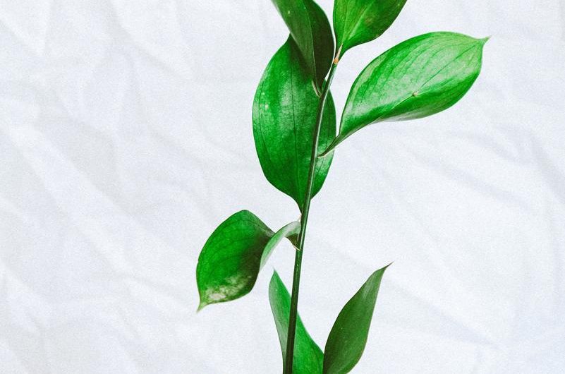 Filodendron Xanadu: Piękne odmiany, łatwa uprawa i rozmnażanie