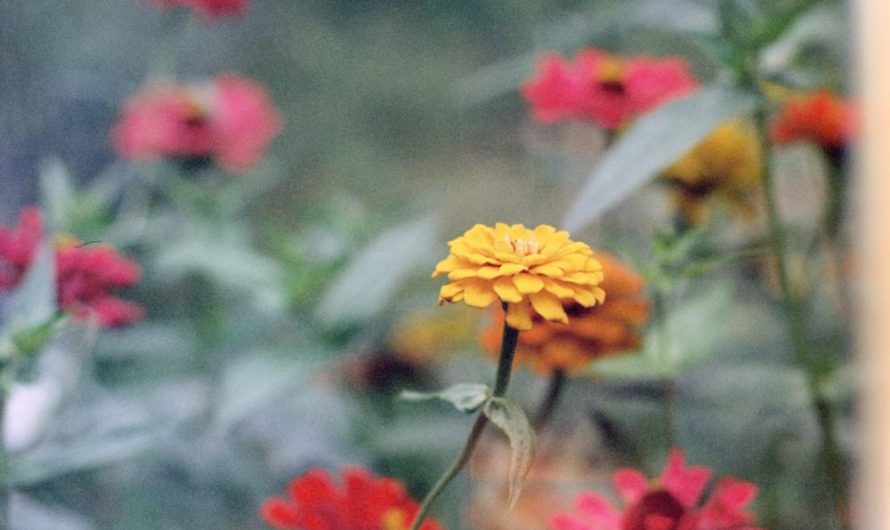 Bergenia sercowata: Wybór odmian, tajniki uprawy i rozmnażania