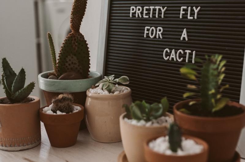 Jak wybrać i pielęgnować Kalanchoe pierzaste?