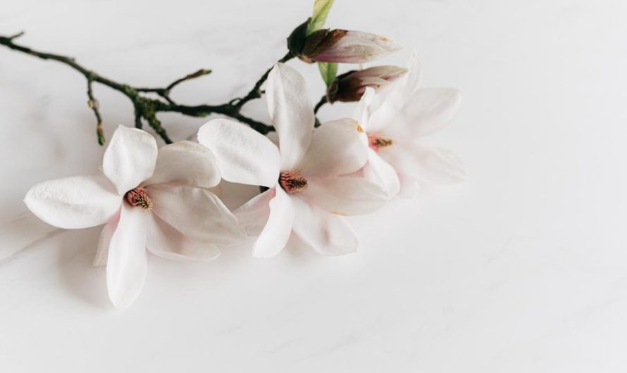 Magnolia pośrednia: jak wyhodować różne odmiany w swoim ogrodzie?