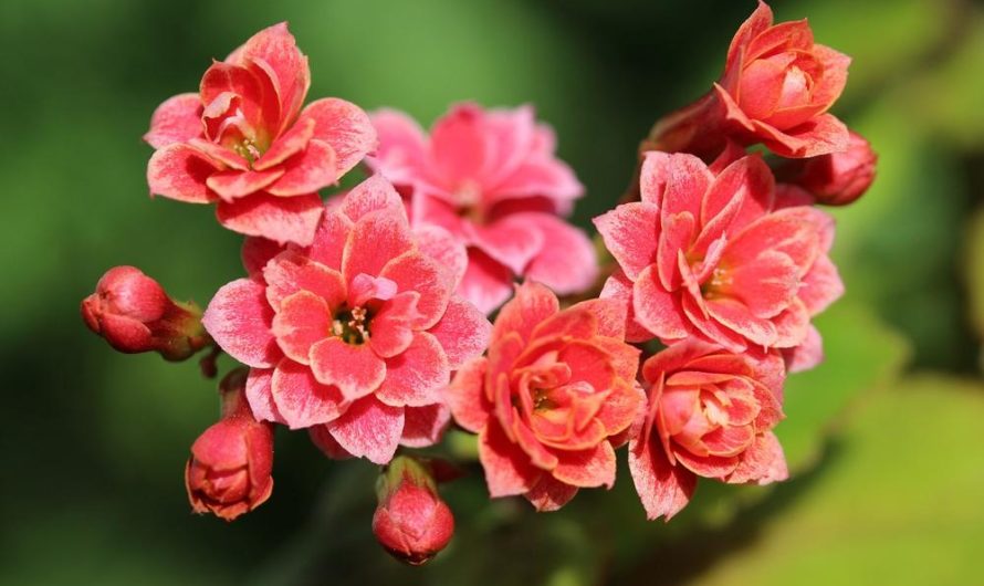 Kalanchoe Blossfelda: Odmiany, uprawa i rozmnażanie – Pełny przewodnik, który pomoże Ci zadbać o swoje rośliny