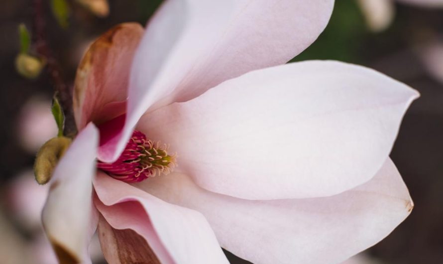 Magnolia pośrednia 'Alexandrina’ – uprawa, rozmnażanie i popularne odmiany tej rośliny w ogrodzie