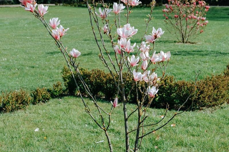 Odkryj tajemnice uprawy i rozmnażania magnolii wielkokwiatowej!