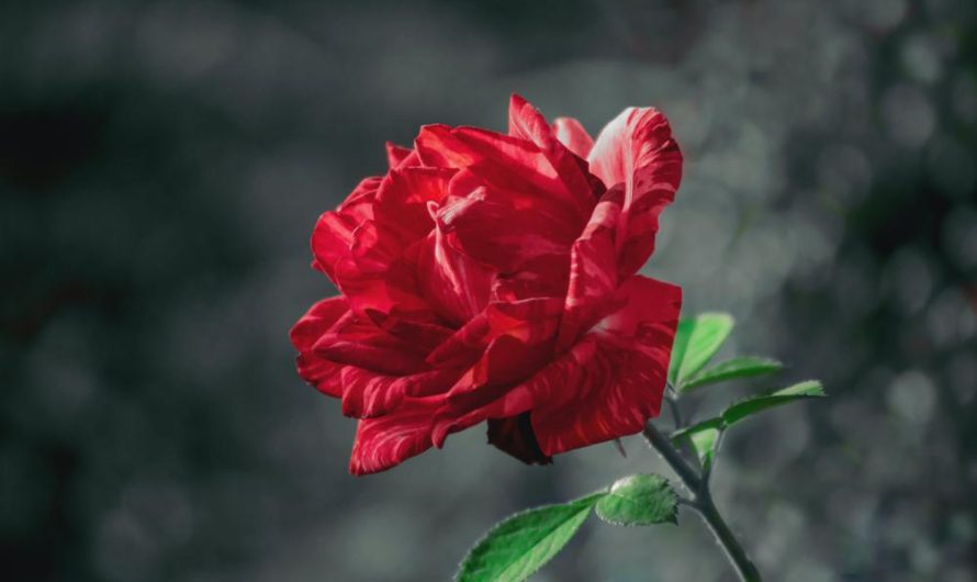 Mandevilla sanderi: piękne odmiany, łatwa uprawa i proste rozmnażanie