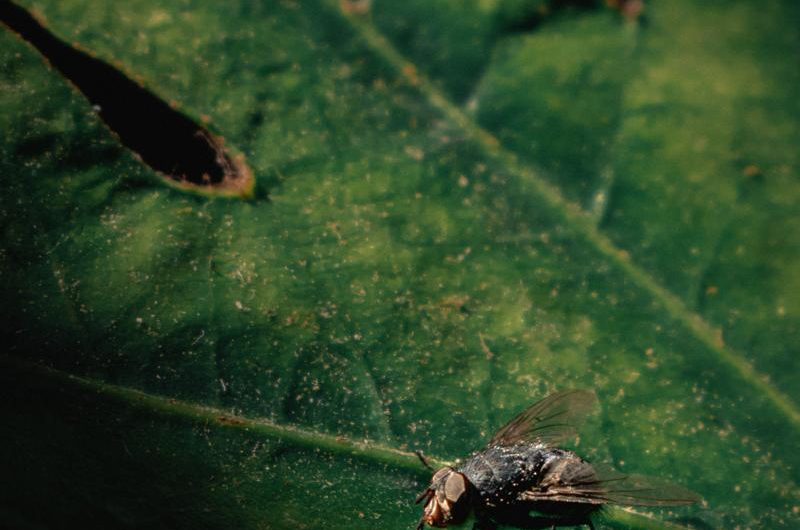 Maranta białożyłkowa 'Lemon Lime’: piękna odmiana do uprawy i rozmnażania w domu