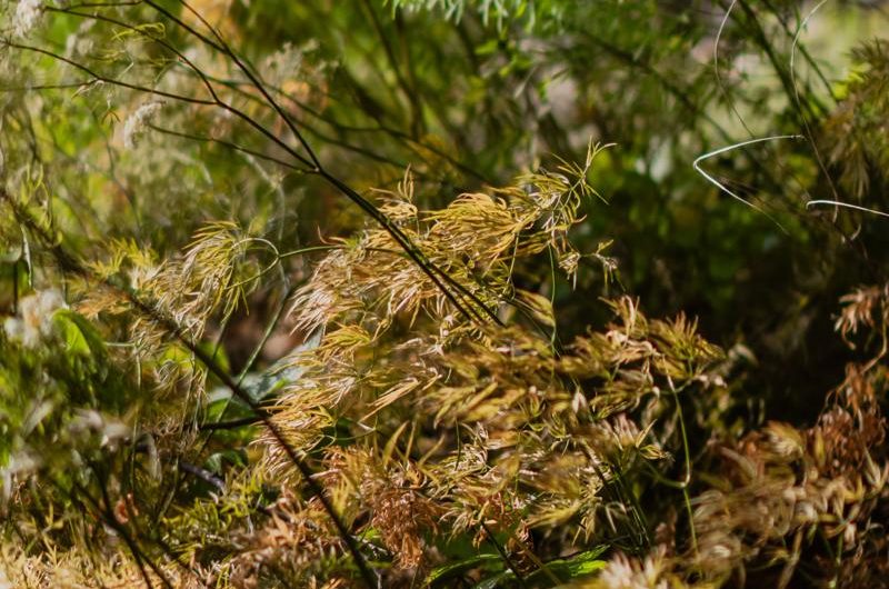 Maranta białożyłkowa 'Variegata’: uprawa, odmiany i rozmnażanie