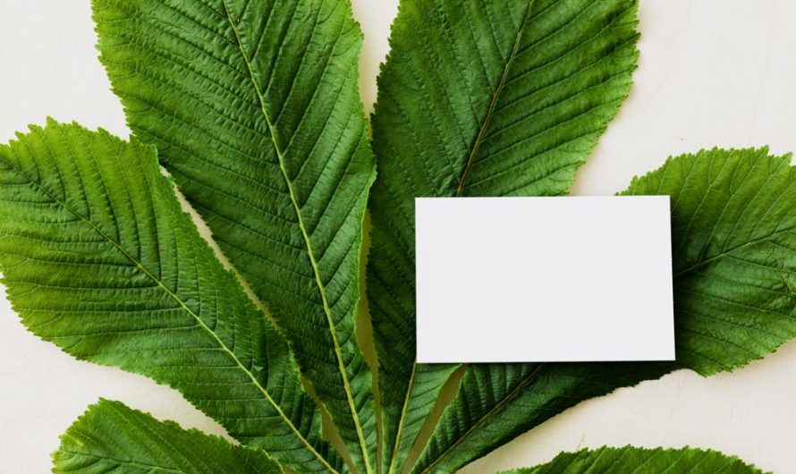 Brzoza papierowa: jak wybierać odmiany, jak się uprawia i rozmnaża?
