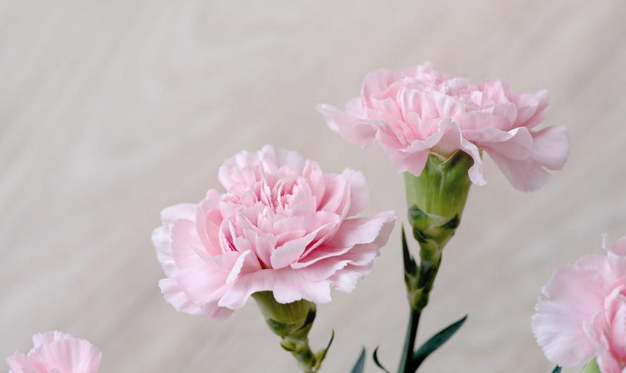 Goździk ogrodowy 'Pink Kisses’: wszystko, co musisz wiedzieć o tej odmianie