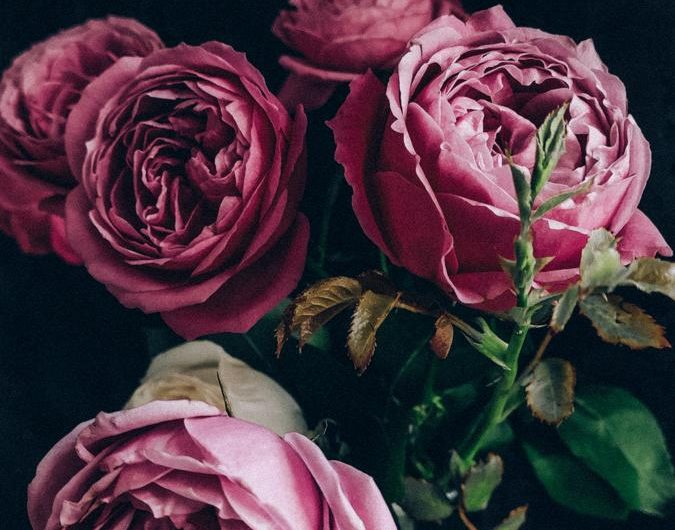 Hortensja bukietowa „Pink Lady”: tajniki uprawy i rozmnażania w jednym!