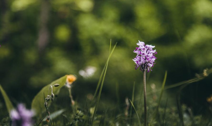 Kufea hyzopolistna: Odmiany, uprawa i rozmnażanie – przewodnik dla miłośników roślin.