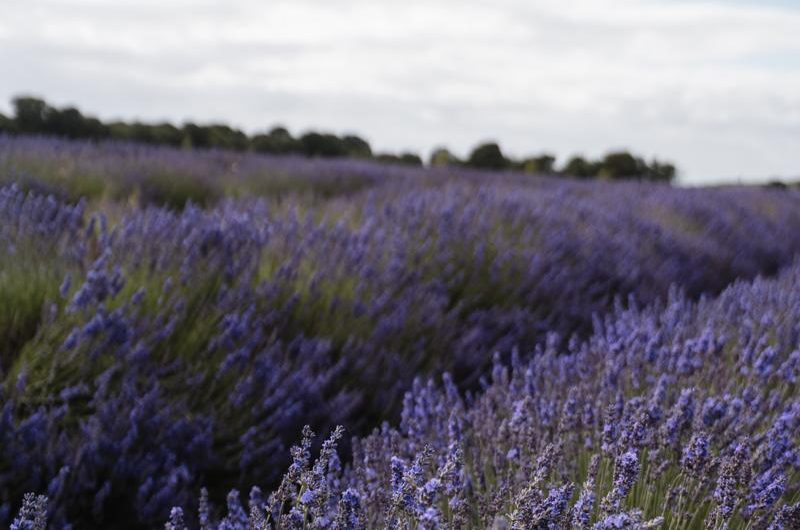 Ogrodowa pasja: Uprawiaj lawendę wąskolistną 'Hidcote Blue’ w sposób ekologiczny!