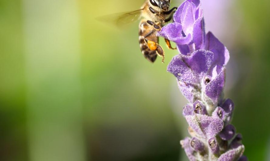 Naparstnica purpurowa: odmiany, uprawa i rozmnażanie – jak to zrobić?
