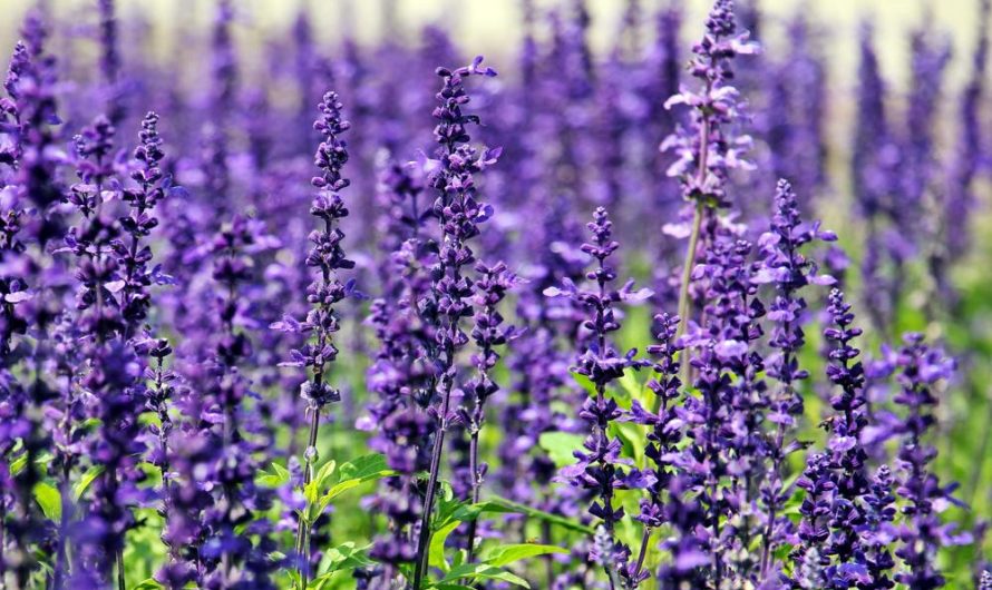 Uprawa i rozmnażanie leszczyny południowej 'Purpurea’: Odmiany, porady i wskazówki