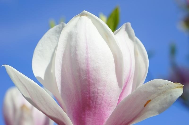 Magnolia 'Susan’ – jak uprawiać i rozmnażać tę odmianę?