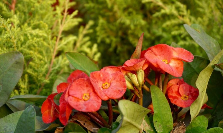 Lobelia czerwona: odmiany, uprawa i rozmnażanie – praktyczny poradnik