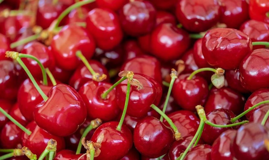 Jak uprawiać i rozmnażać czereśnię odmiany 'Summit’