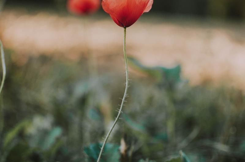 Imperata cylindryczna 'Red Baron’: Jak hodować i rozmnażać tę odmianę ORAZ Poznaj Imperatę cylindryczną 'Red Baron’: Porady dotyczące uprawy i rozmnażania
