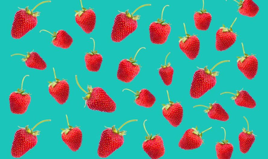 Jak uprawiać i rozmnażać odmiany morwy czerwonej?