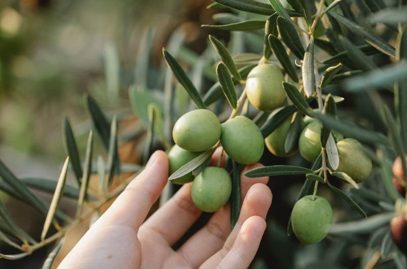 Mango indyjskie: odmiany, jak uprawiać i rozmnażać