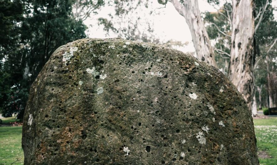 Iglaki na skalniak: Przegląd najlepiej pasujących roślin do Twojego ogrodu