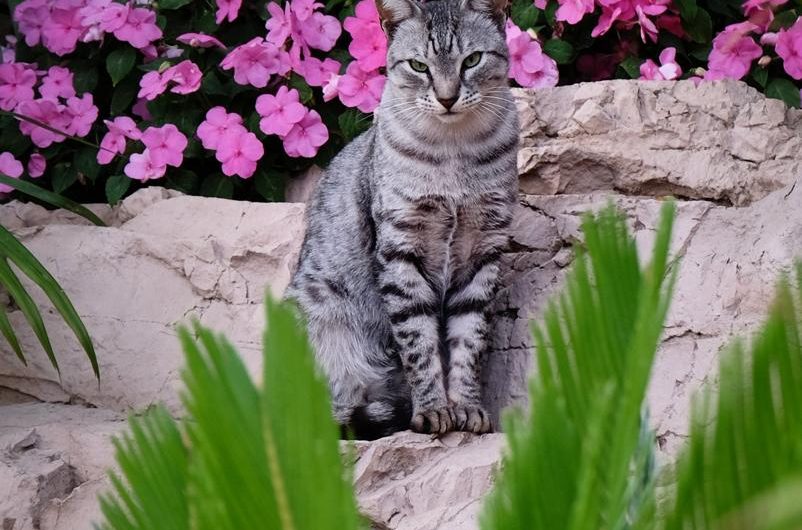 Byliny na skalniak ogrodowy – odkryj najlepsze wybory dla Twojej przestrzeni zielonej