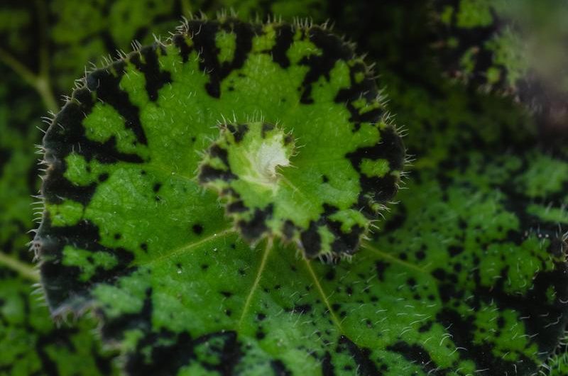 Begonia królewska 'Beleaf’: uprawa, rozmnażanie i odmiany