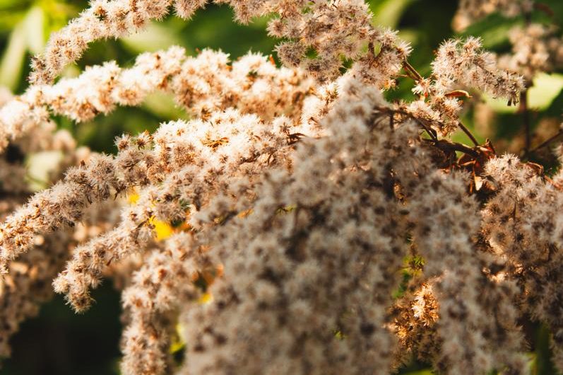 Krokus wiosenny: wszystko o odmianach, uprawie i rozmnażaniu