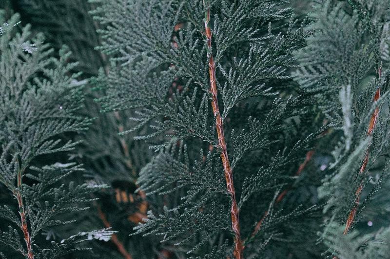 „Jodła pospolita: odmiany, uprawa i rozmnażanie – wszystko, co musisz wiedzieć”