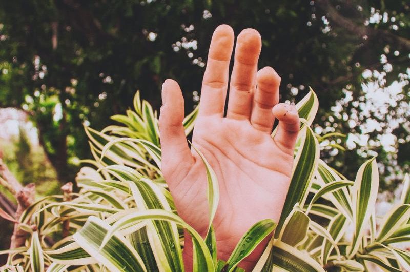 Dracena obrzeżona: ekskluzywne odmiany, łatwa uprawa i proste rozmnażanie.