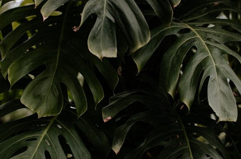 Monstera dziurawa 'Variegata’ – odkryj odmiany, pielęgnację i sposoby rozmnażania tej rośliny!