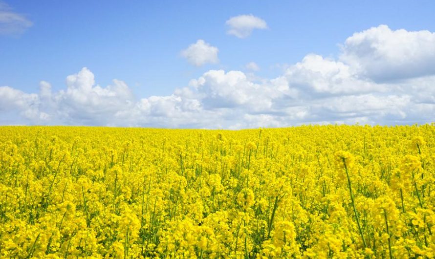 Odmiany, uprawa i rozmnażanie kąkolu polnego
